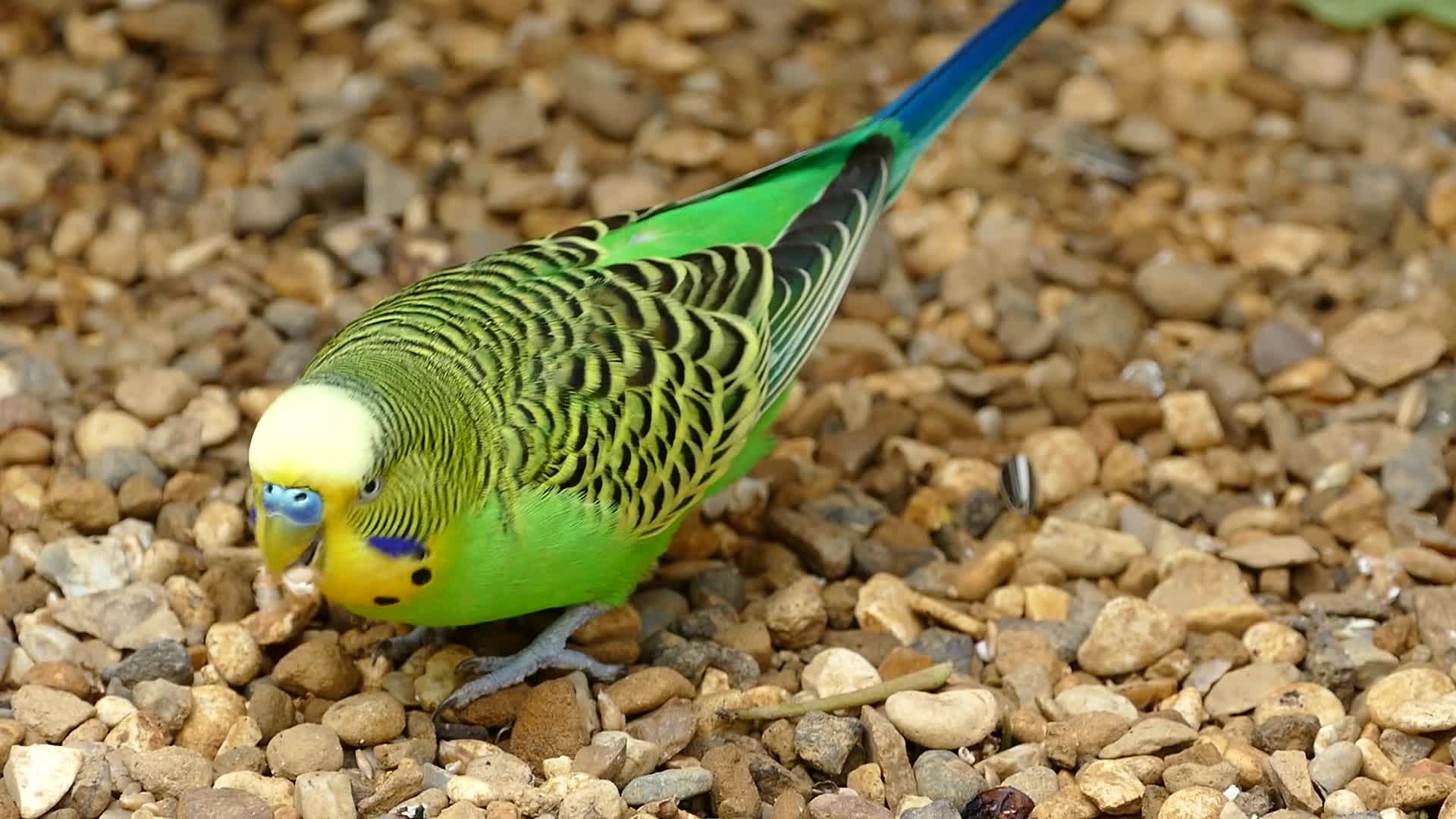 Волнистые попугаи любопытные