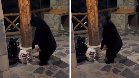 Dude Feeds Wild Bear Outside His Cabin Door