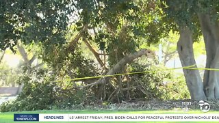 Balboa Park reopens as cleanup of downed trees continues