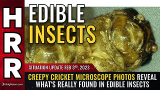 Situation Update, 2/3/23 - CREEPY CRICKET microscope photos...