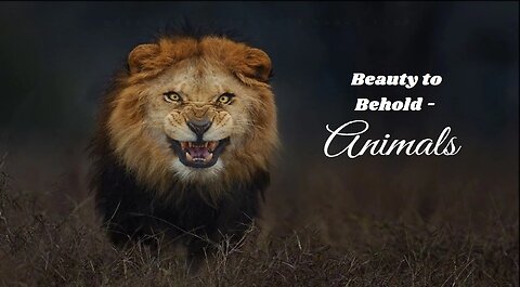 Beauty to Behold -- Animals