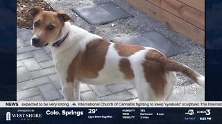 Denver woman desperate to find lost dog that escaped while at sitter's house in Aurora
