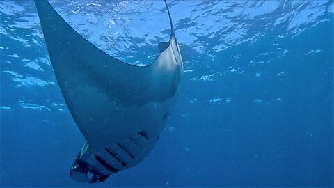 Giant manta ray performs and leaves scuba diver in awe