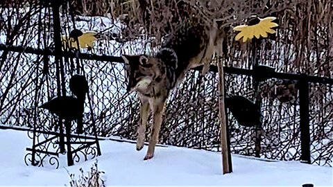 Coyote boldly hops fence in broad daylight to eat rabbit in backyard