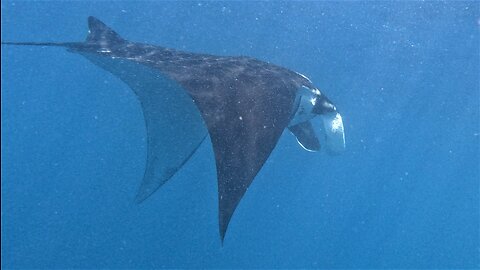 Giant manta ray hovers beautifully in fast flowing ocean current
