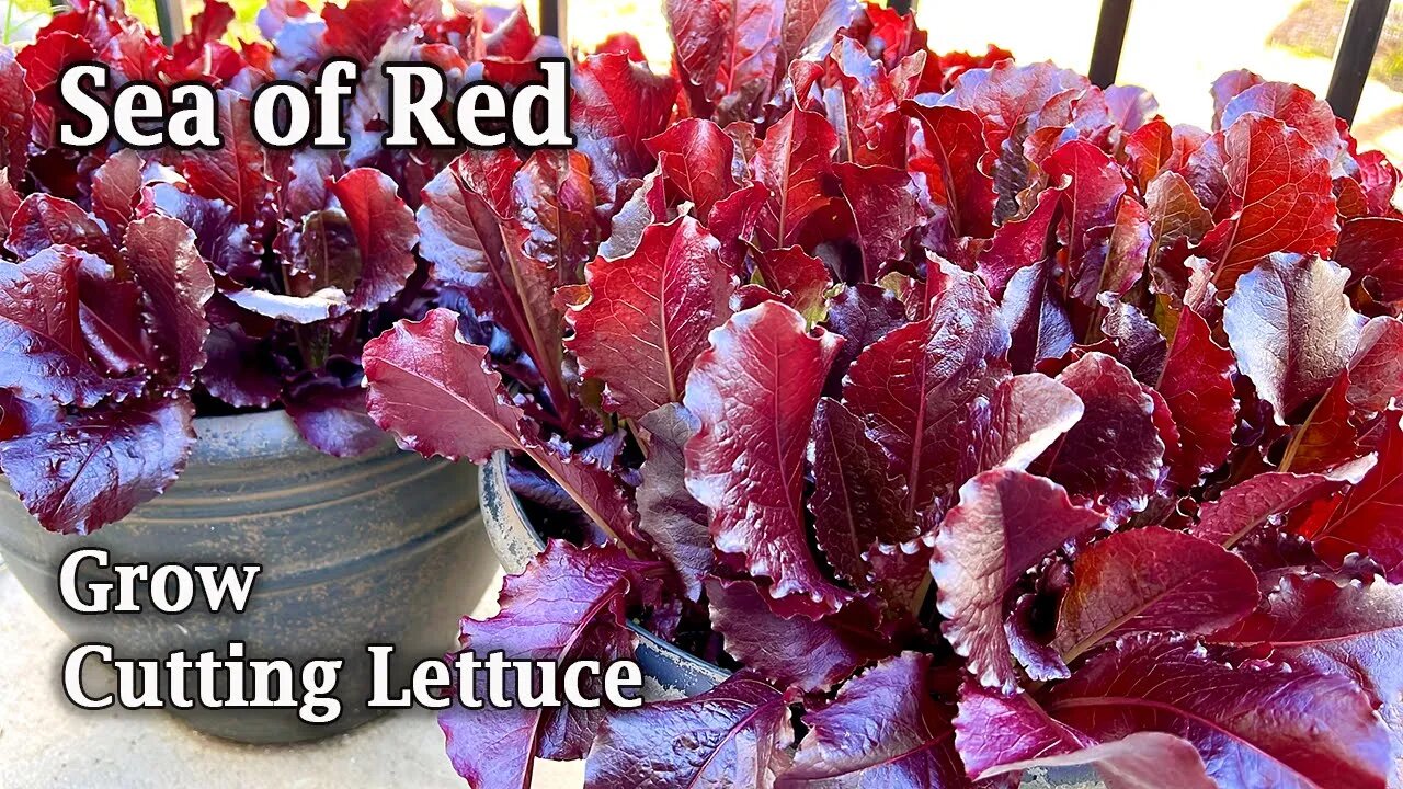 How to Grow Cutting Lettuce from Seed Sea of Red from Seed to Harvest