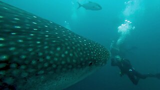 Whale shark swims right through scuba divers in Galapagos Islands