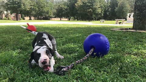 Great Dane puppy loves playing with these toys