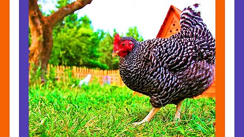 WEF Linked Chicken Feed Causing Halt In Egg Laying 🟠⚪🟣 NPC Parents