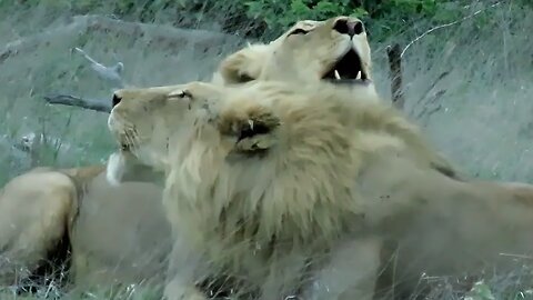 Male lions' powerful roar leave safari tourists in awe