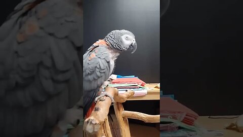 I was NOT expecting this reaction!!!💀 #parrot #africangrey #shorts