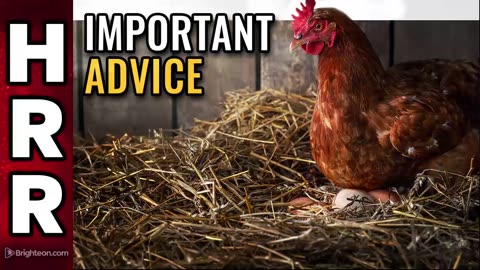Important advice for those getting chickens for the first time HRR 6Feb2023 (mirrored)