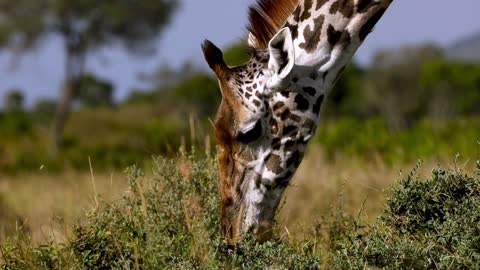 Astonishingly close view of majestic giraffe peacefully eating on the African plain