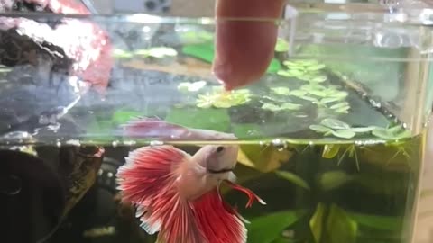 Betta fish jumping - Slow motion