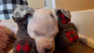 Dalmatian Puppy Falls Asleep In The Most Adorable Way