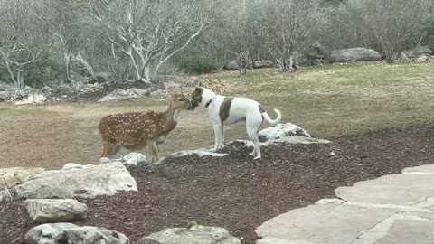Dog and deer share sweet moment together