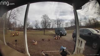 Delivery Driver Startled by Chickens