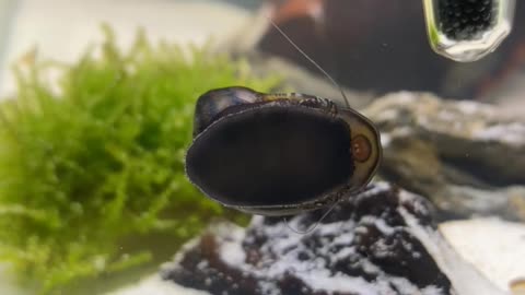 Close-up nerite snail teeth