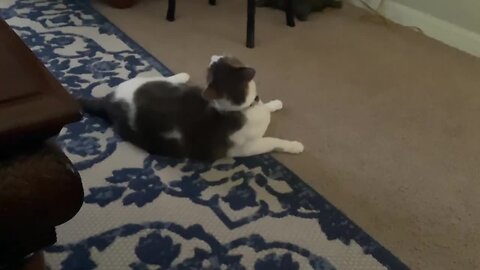 Cat chases her own tail just like a doggy