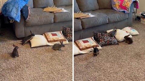 Energetic Bunnies With Zoomies Hilariously Bump Heads