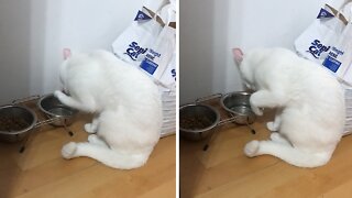 Fancy cat drinks water in very sophisticated manner