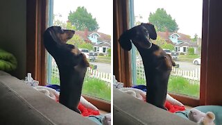 Weenie dog hysterically sits upright to look out window