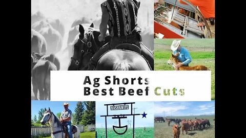 Best Beef Cuts - Ag Shorts