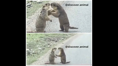 Funny animals fighting with love! 😅🥰 very viral video Please follow Me