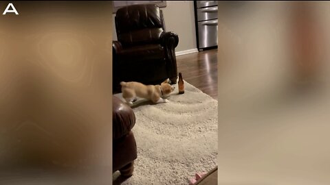 Adorable Corgi Disapproves Of Owners Brown Beer Bottle