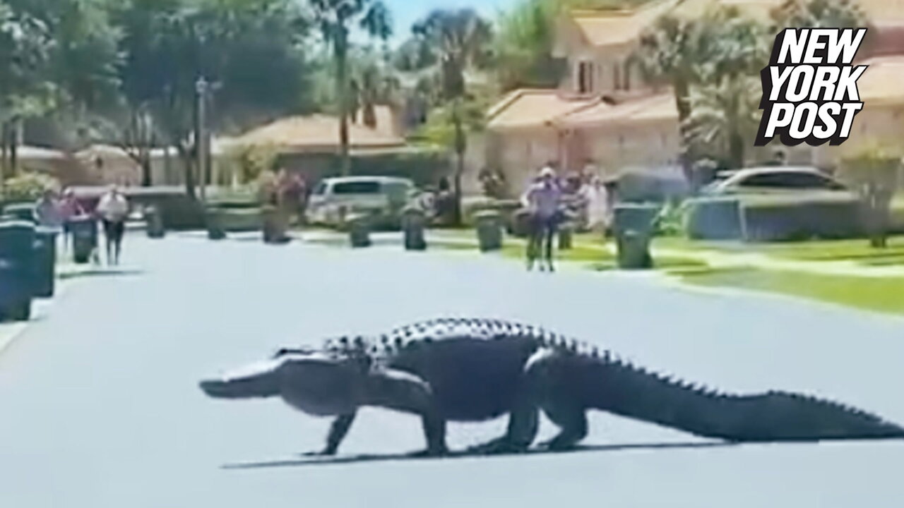 Massive Alligator Spotted Crossing Florida Street