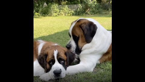 Adorable St. Bernard’s Family: Chubbers, Worf, and Odo!