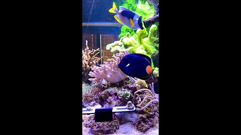 Achilles Tang drive by