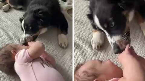 Aussie pup and baby share a very special bond