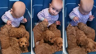 Baby sits in bin full of adorable puppies