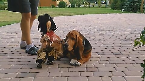 Basset Hound and the pirate puppet