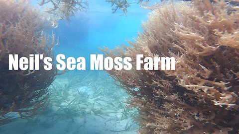 Neil’s Sea Moss Field – Fort Jeudy, GRENADA