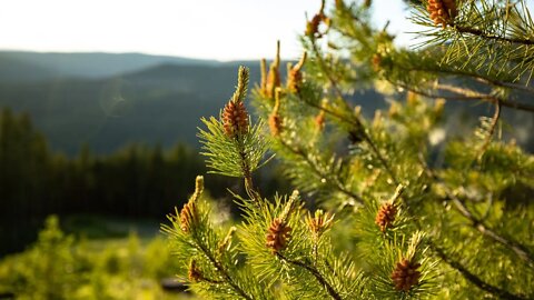Pine Pollen, Pine Needles, Pine Bark Extract and Their Relation To Human Health