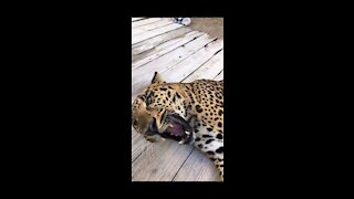 Playing With A Leopard!