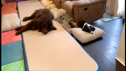Tumble mat makes perfect bed for giant Newfie