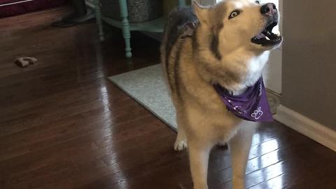 Husky loudly argues that it's time to go out