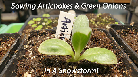 Sowing Artichokes & Green Onions In A Snowstorm!