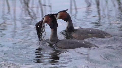 Great crested grebe display their amazing nest-building skills