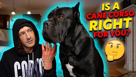Is a Cane Corso Right For You?
