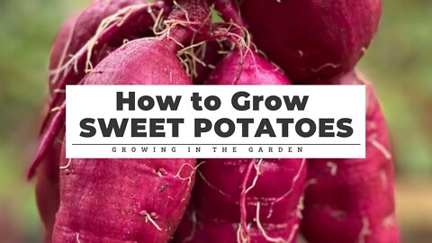 How to GROW, HARVEST, CURE & STORE Sweet Potatoes