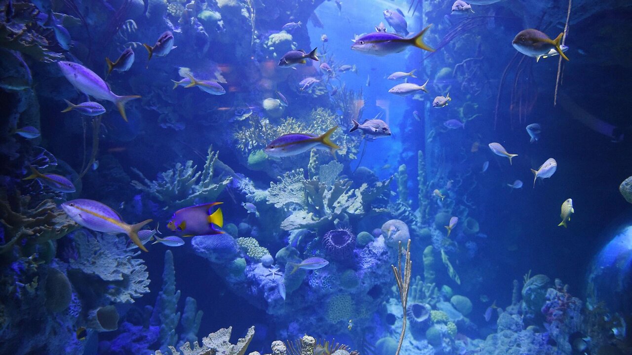 Undersea World | Under The Sea Video