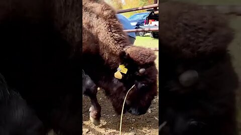 Buffalo don’t mess around…