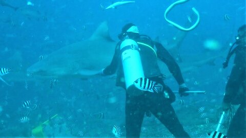 Brave scuba diver gives enormous bull shark a handshake