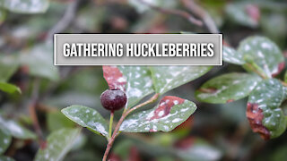 Huckleberry Picking in Montana - Montana Living