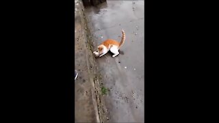 Street fighting between a cat and a mouse 😂