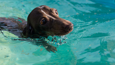 Dachshund learns to swim in adorable fashion
